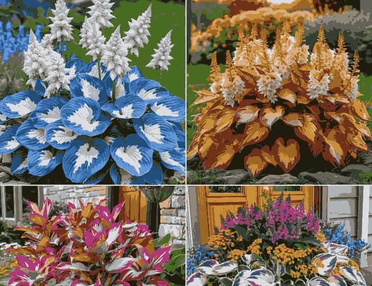 Velvet Shadows: Premium Hardy Hosta Seeds for Lush Groundcover