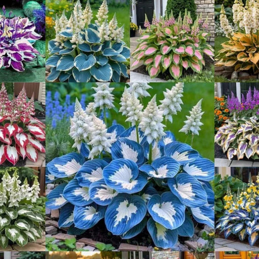 Velvet Shadows: Premium Hardy Hosta Seeds for Lush Groundcover